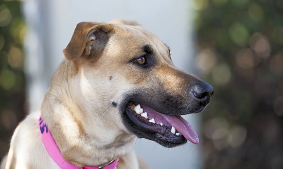 3 adorable pups to adopt now in Berkeley