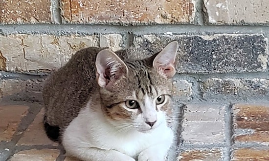 Looking to adopt a pet? Here are 4 cute-as-can-be kittens to adopt now in Aurora