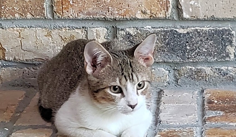 Looking to adopt a pet? Here are 4 cute-as-can-be kittens to adopt now in Aurora