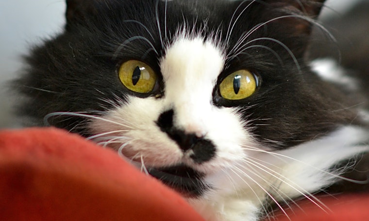 These Denver-based felines are up for adoption and in need of good homes
