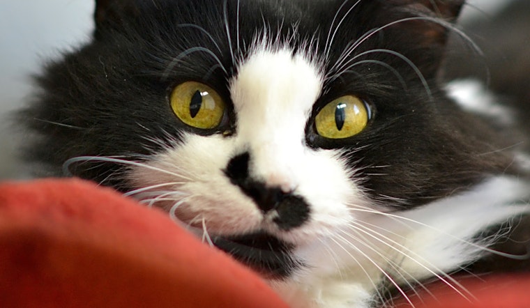 These Denver-based felines are up for adoption and in need of good homes