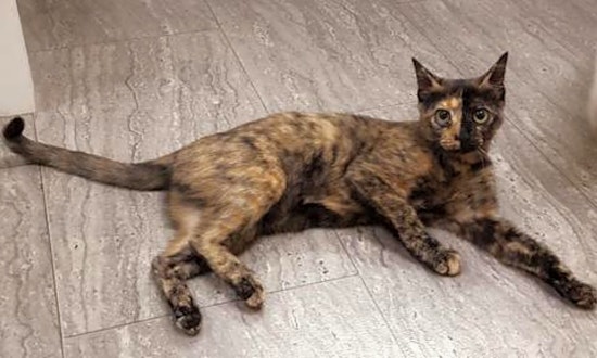 These San Antonio-based kitties are up for adoption and in need of a good home