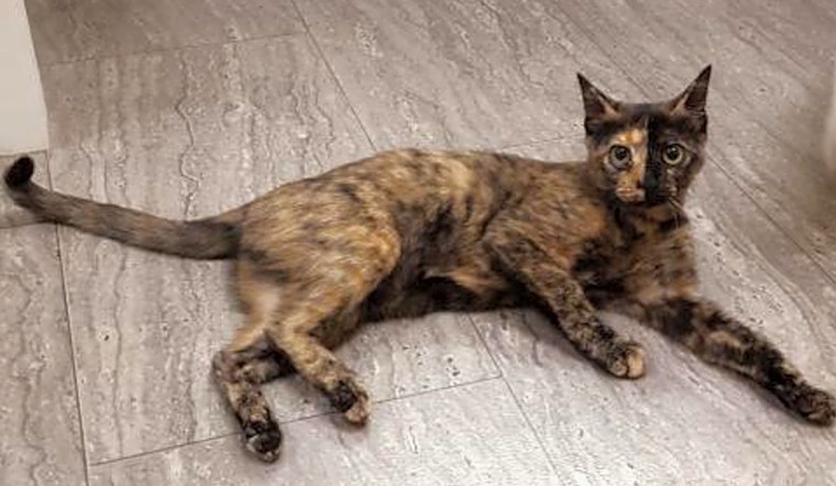 These San Antonio-based kitties are up for adoption and in need of a good home