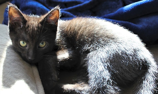 These Minneapolis-based kittens are up for adoption and in need of a good home