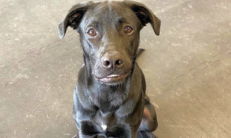 These Indianapolis-based dogs are up for adoption and in need of a good home