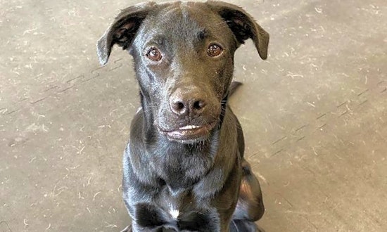 These Indianapolis-based dogs are up for adoption and in need of a good home