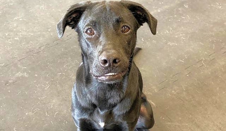 These Indianapolis-based dogs are up for adoption and in need of a good home