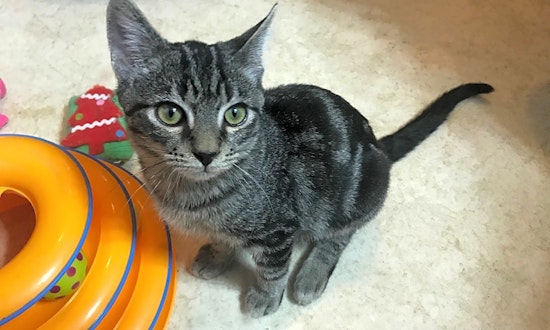 These Charlotte-based kittens are up for adoption and in need of a good home