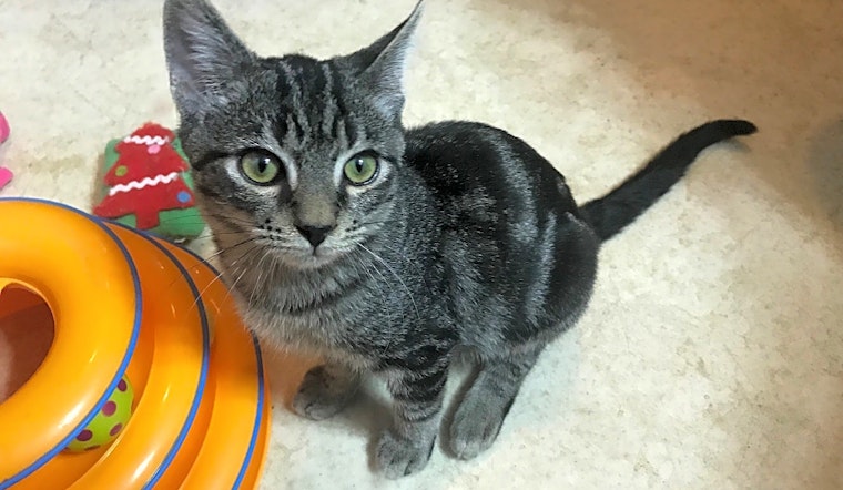 These Charlotte-based kittens are up for adoption and in need of a good home