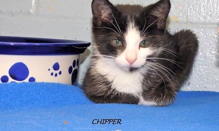 3 cool kitties to adopt now in Louisville