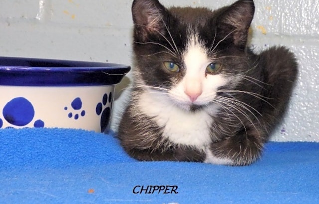 3 cool kitties to adopt now in Louisville