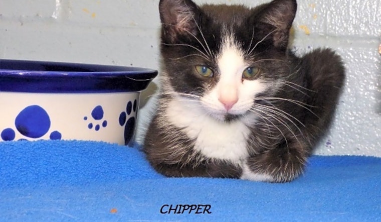 3 cool kitties to adopt now in Louisville