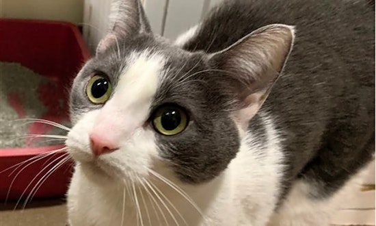 6 lovable kitties to adopt now in Baltimore
