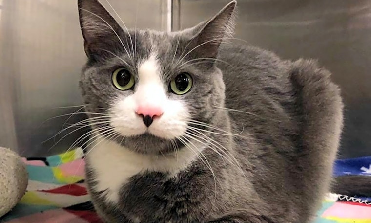 These Pittsburgh-based kitties are up for adoption and in need of a good home