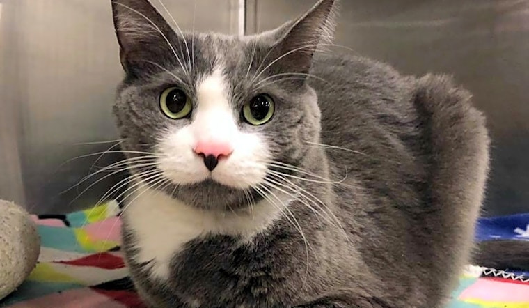 These Pittsburgh-based kitties are up for adoption and in need of a good home