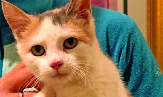 These Washington-based kittens are up for adoption and in need of a good home