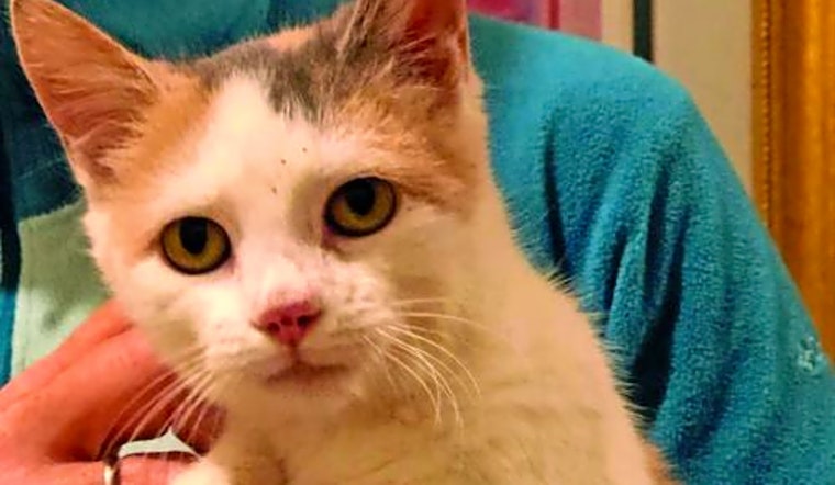 These Washington-based kittens are up for adoption and in need of a good home