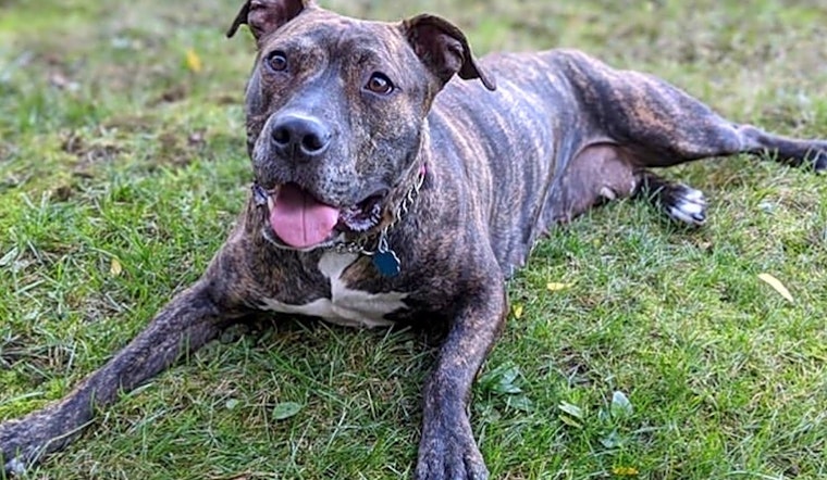 Looking to adopt a pet? Here are 5 lovable pups to adopt now in New York City