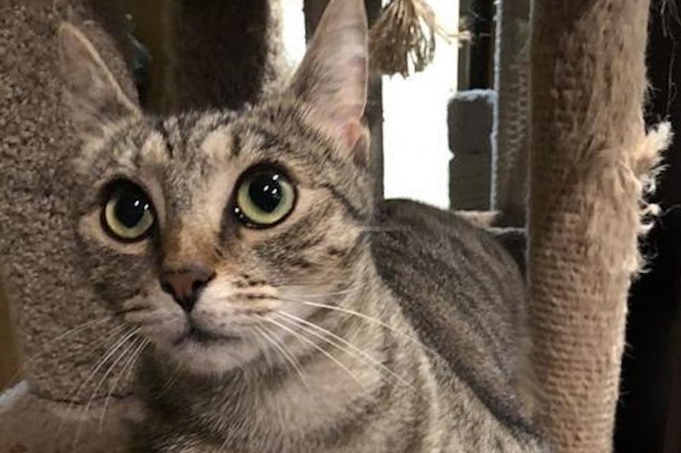Want to adopt a pet? Here are 6 cool kitties to adopt now in Tampa