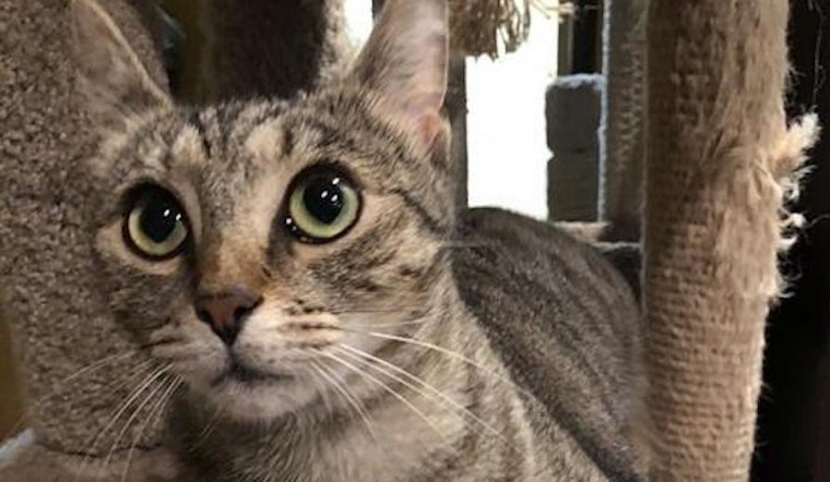 Want to adopt a pet? Here are 6 cool kitties to adopt now in Tampa