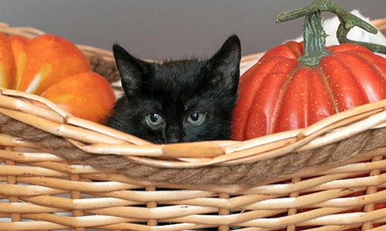 Always wanted a kitten? Here are 6 fluffy felines ready to adopt now in Fort Worth