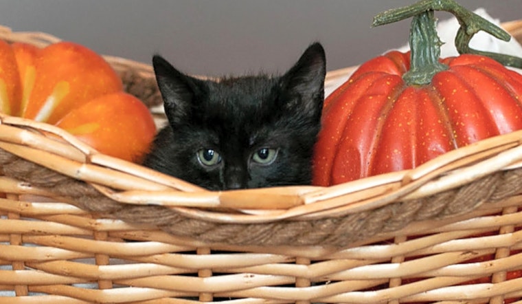 Always wanted a kitten? Here are 6 fluffy felines ready to adopt now in Fort Worth