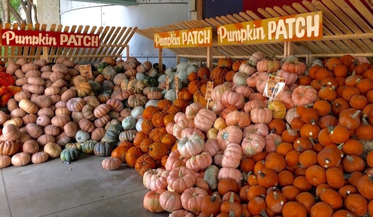 Feast your eyes on the best Plano businesses to prep for your Thanksgiving
