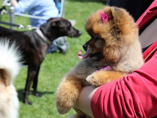 Scenes From Dogfest 2014