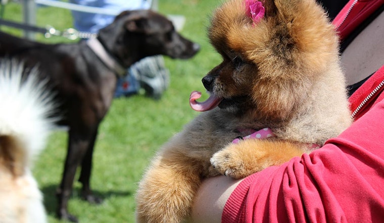 Scenes From Dogfest 2014