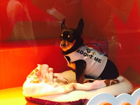 SF weekend: Macy’s pet windows return, free 'Last Black Man' screening, holiday markets, more