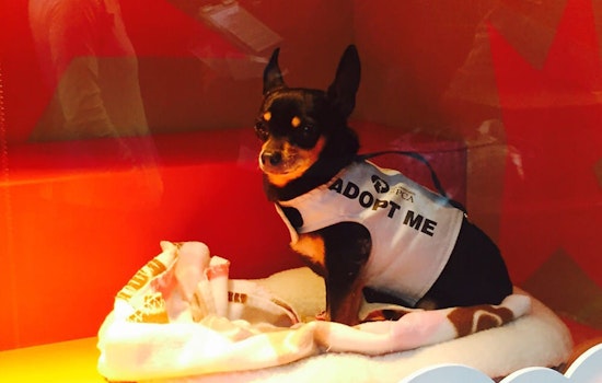 SF weekend: Macy’s pet windows return, free 'Last Black Man' screening, holiday markets, more