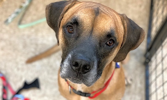 6 lovable pups ready to adopt now in Denver