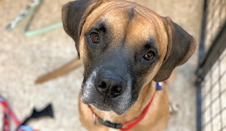 6 lovable pups ready to adopt now in Denver