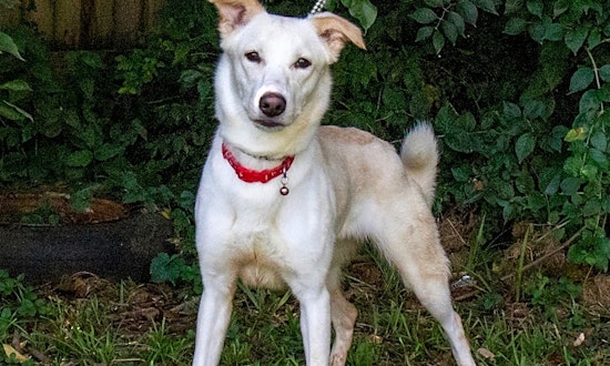 7 cuddly canines to adopt now in Nashville