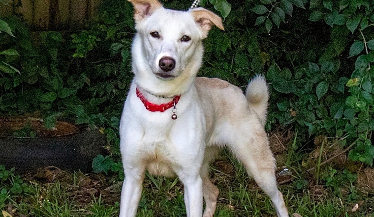 7 cuddly canines to adopt now in Nashville