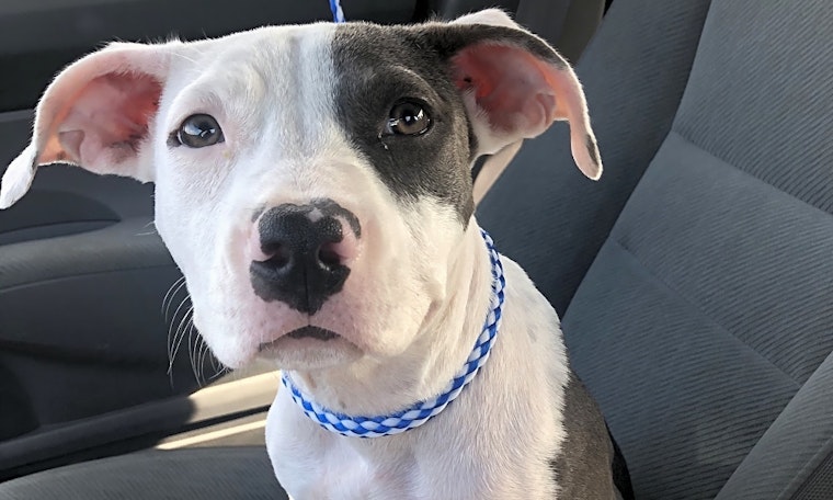 Looking to adopt a pet? Here are 6 perfect pups to adopt now in New Orleans