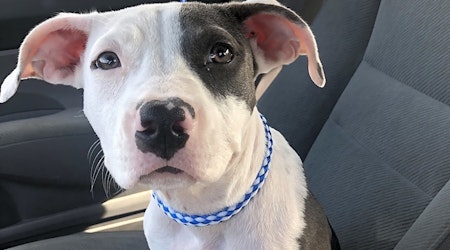 Looking to adopt a pet? Here are 6 perfect pups to adopt now in New Orleans