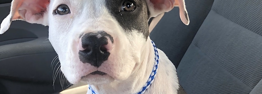 Looking to adopt a pet? Here are 6 perfect pups to adopt now in New Orleans