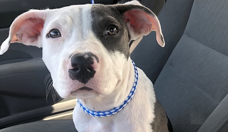 Looking to adopt a pet? Here are 6 perfect pups to adopt now in New Orleans