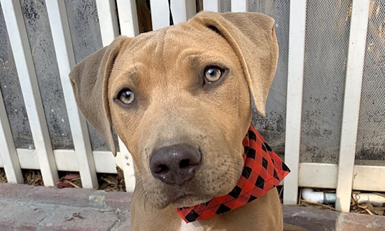 3 adorable pups to adopt in Santa Ana
