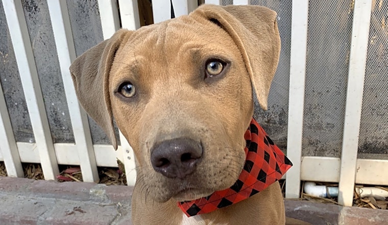 3 adorable pups to adopt in Santa Ana