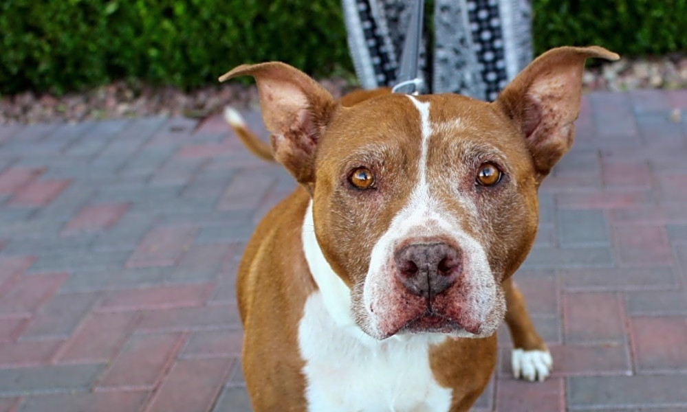 Want to adopt a pet? Here are 6 lovable pups to adopt now in Las Vegas