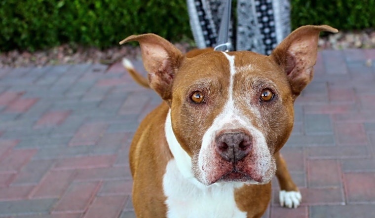 Want to adopt a pet? Here are 6 lovable pups to adopt now in Las Vegas