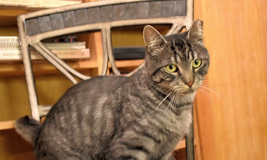These New York City-based kitties are up for adoption and in need of a good home