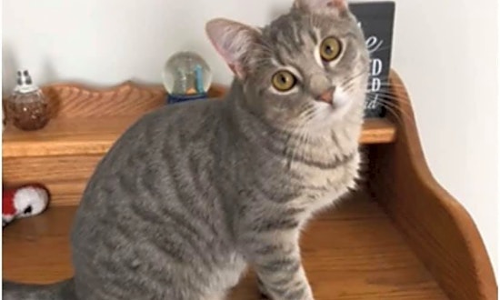 These Cleveland-based felines are up for adoption and in need of a good home