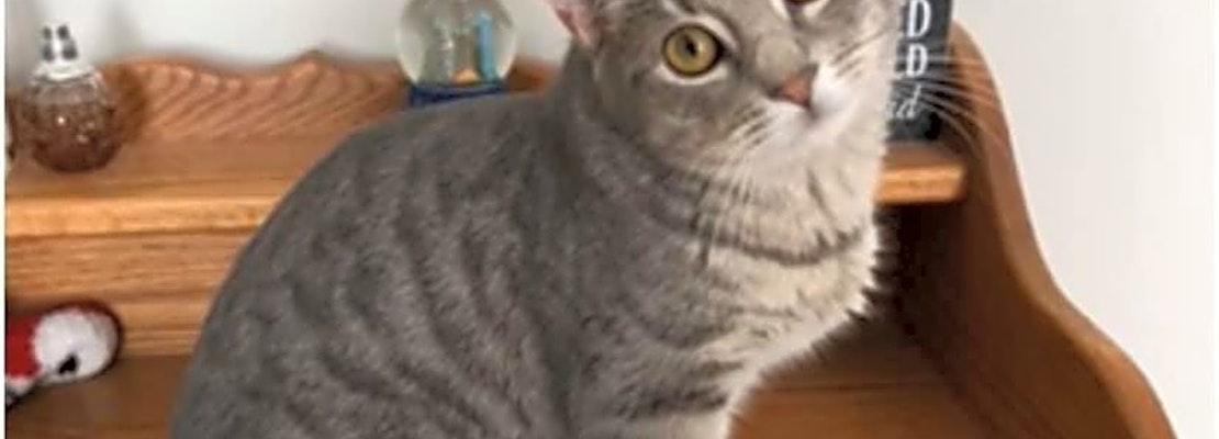 These Cleveland-based felines are up for adoption and in need of a good home