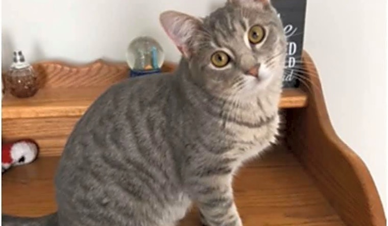 These Cleveland-based felines are up for adoption and in need of a good home