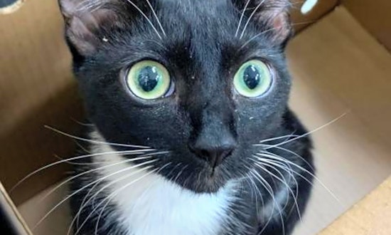 5 furry felines to adopt now in Jacksonville