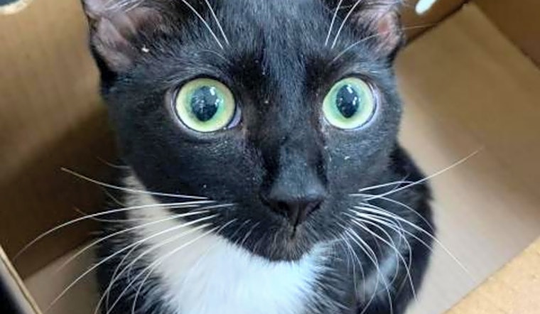 5 furry felines to adopt now in Jacksonville