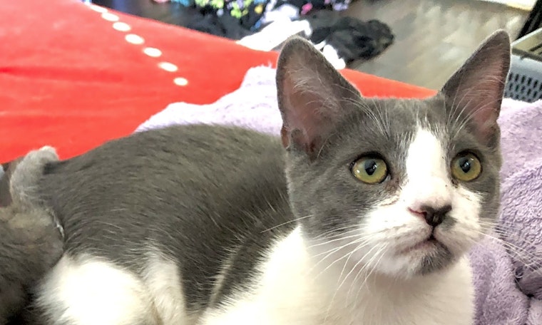 These Los Angeles-based kittens are up for adoption and in need of a good home